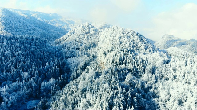 鸟瞰图的森林与雪在冬天视频素材