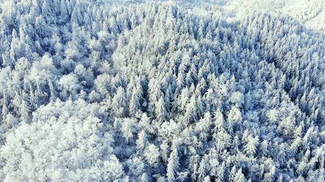 鸟瞰图的森林与雪在冬天视频素材