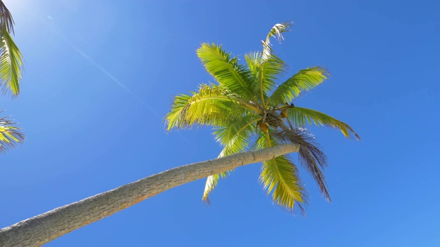 棕榈树的叶子在夏天的风吹过的岛屿上沙沙作响视频素材