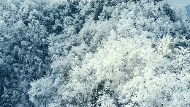 空中森林覆盖着积雪视频素材