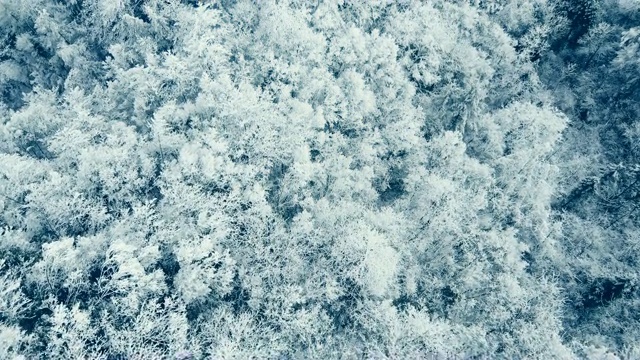 空中森林覆盖着积雪视频素材