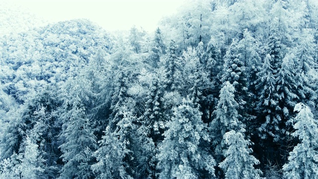 空中多雪的冬天多雾的山林视频素材