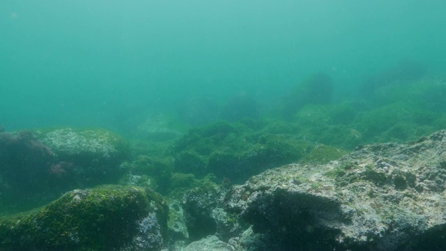 加拉帕戈斯群岛，冰冷的海底珊瑚礁，海草和苔藓视频素材