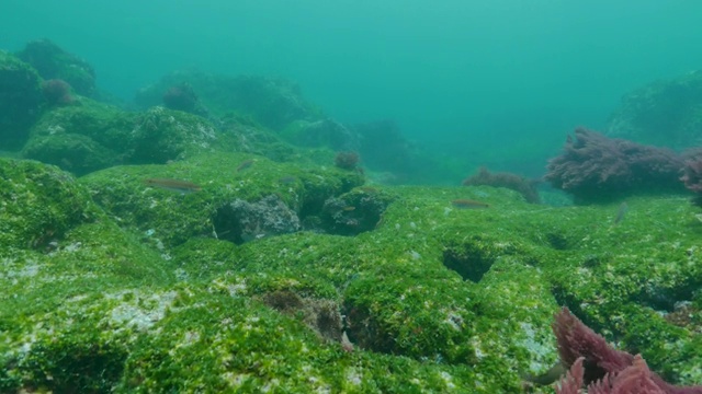 加拉帕戈斯群岛上有苔藓的冰冷海水礁石视频素材