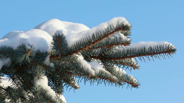 雪从森林里的松枝上落下。缓慢的运动。一根云杉的树枝，在一个晴朗而有霜冻的冬日视频素材