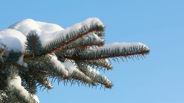 雪从森林里的松枝上落下。缓慢的运动。一根云杉的树枝，在一个晴朗而有霜冻的冬日视频素材