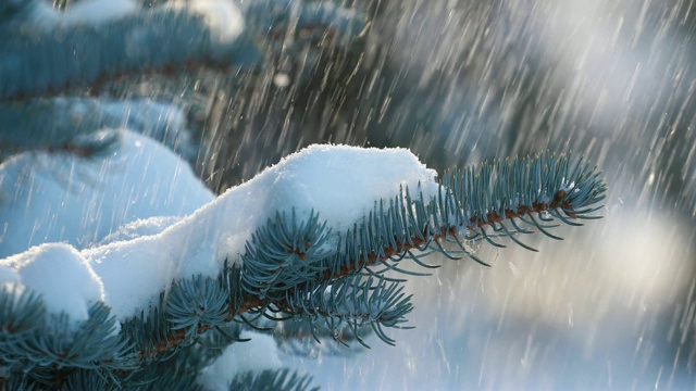 雪从森林里的松枝上落下。缓慢的运动。一根云杉的树枝，在一个晴朗而有霜冻的冬日视频素材