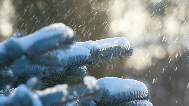 雪从森林里的松枝上落下。缓慢的运动。一根云杉的树枝，在一个晴朗而有霜冻的冬日视频素材