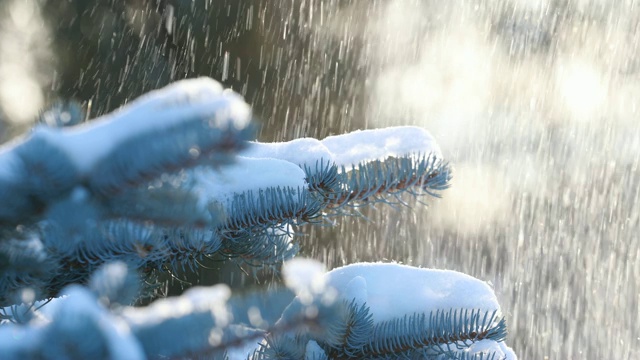 雪从森林里的松枝上落下。缓慢的运动。一根云杉的树枝，在一个晴朗而有霜冻的冬日视频素材