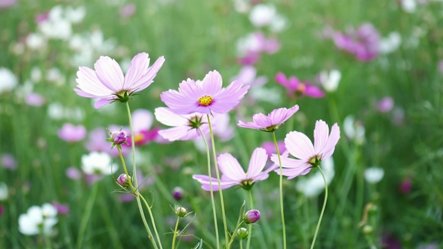 宇宙花与风。视频素材