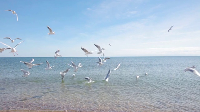 海鸥在海边，喂海鸥在海边，海景视频素材