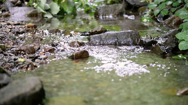 森林里有小山涧。河岸上的绿色灌木丛视频素材