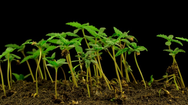 大麻植物栽培视频素材画面1