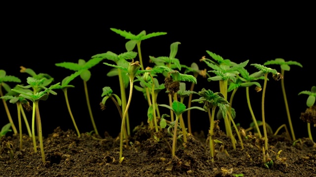大麻植物栽培视频素材画面2