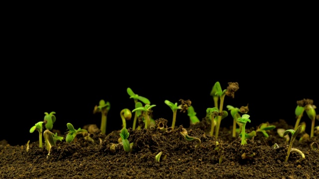 大麻植物栽培视频素材画面4
