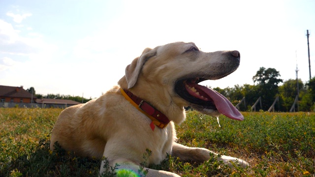 拉布拉多犬躺在草坪上，伸出舌头向自然呼吸。在一个阳光明媚的日子里，美丽的金毛猎犬在草地上休息。特写慢动作视频素材