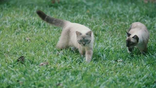 两只猫在草地上玩耍视频素材