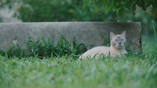 猫环顾四周，然后走开了视频素材