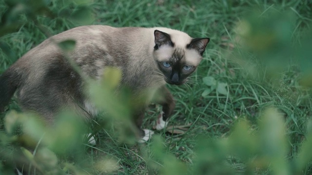 猫环顾四周，然后走开了视频素材