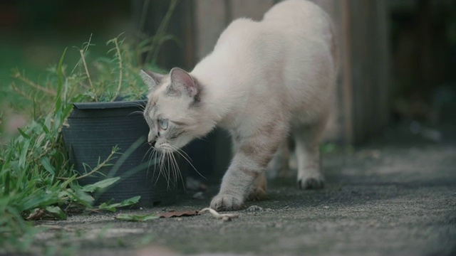 猫环顾四周，然后走开了视频素材