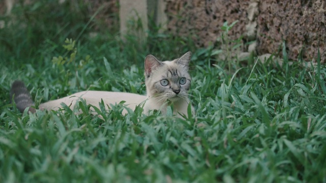 猫环顾四周，然后走开了视频素材