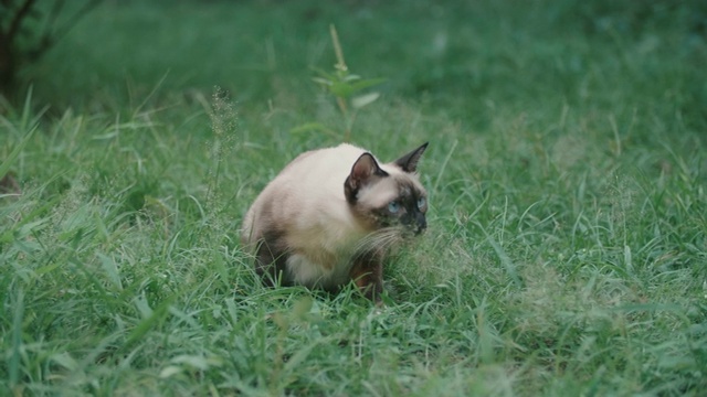 猫专注于攻击某些东西。视频素材