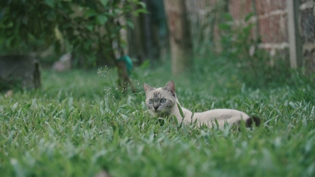 猫环顾四周，然后走开了视频素材