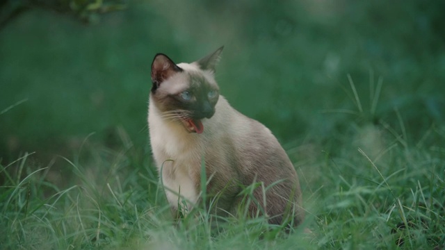 猫四处张望，打哈欠视频素材