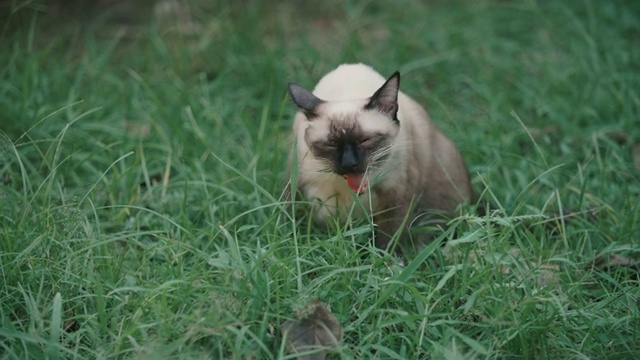 猫在草地上玩耍视频素材