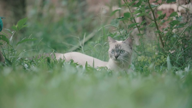 猫环顾四周，然后走开了视频素材