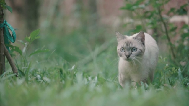 猫环顾四周，然后走开了视频素材