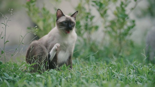 猫在草地上玩耍视频素材