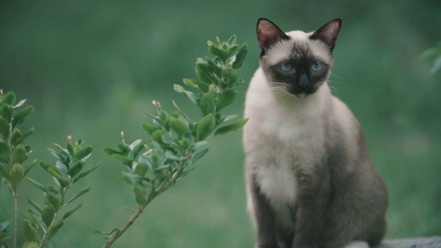 猫在后院四处张望。视频素材