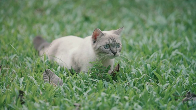 猫环顾四周，然后走开了视频素材