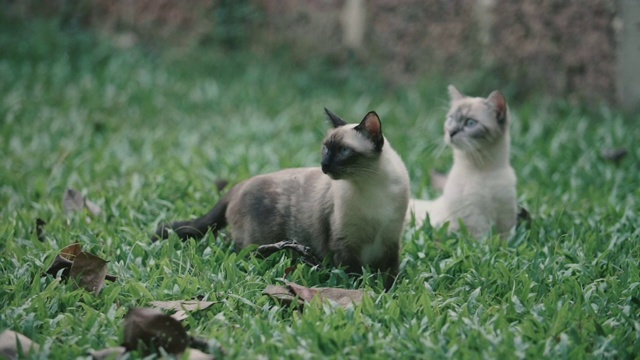 两只猫在草地上玩耍视频素材