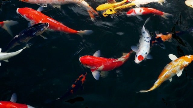 慢动作小龙虾或花哨的鲤鱼游泳(锦鲤)在水族馆，俯视图视频素材