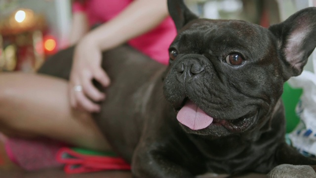 年轻的亚洲女人与可爱的黑色法国斗牛犬喜欢被抚摸。视频素材