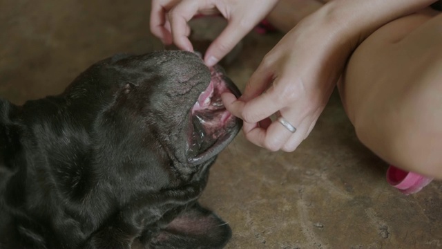 年轻的亚洲女人与可爱的黑色法国斗牛犬喜欢被抚摸。视频素材