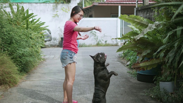 年轻的亚洲女人与顽皮的法国斗牛犬。概念:训练、宠物。视频素材