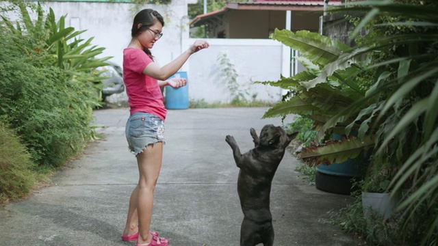 年轻的亚洲女人与顽皮的法国斗牛犬。概念:训练、宠物。视频素材