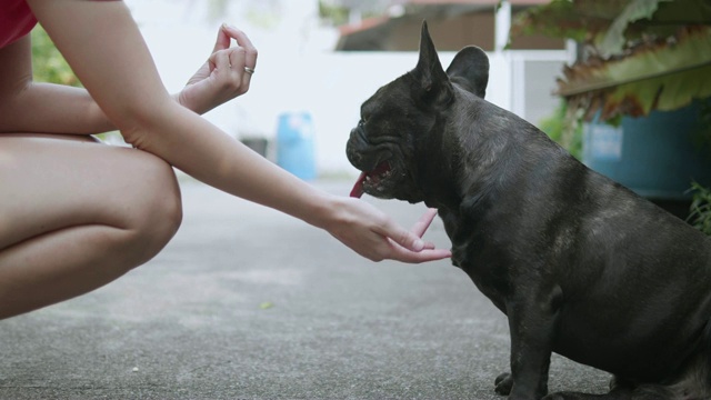 年轻的亚洲女人与顽皮的法国斗牛犬。概念:训练、宠物。视频素材