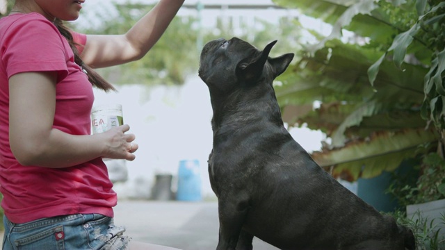 年轻的亚洲女人与顽皮的法国斗牛犬。概念:训练、宠物。视频素材