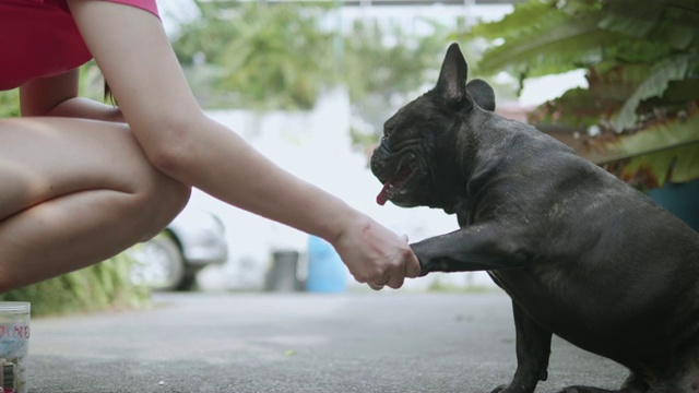 年轻的亚洲女人与顽皮的法国斗牛犬。概念:训练、宠物。视频素材