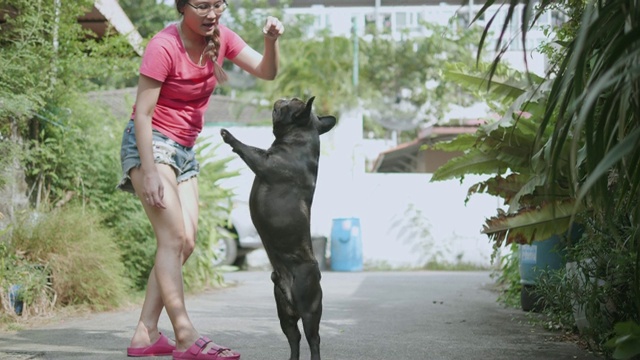 年轻的亚洲女人与顽皮的法国斗牛犬。概念:训练、宠物。视频素材