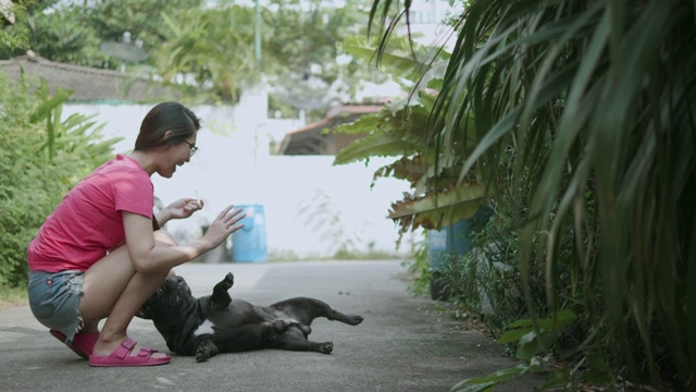 年轻的亚洲女人与顽皮的法国斗牛犬。概念:训练、宠物。视频素材