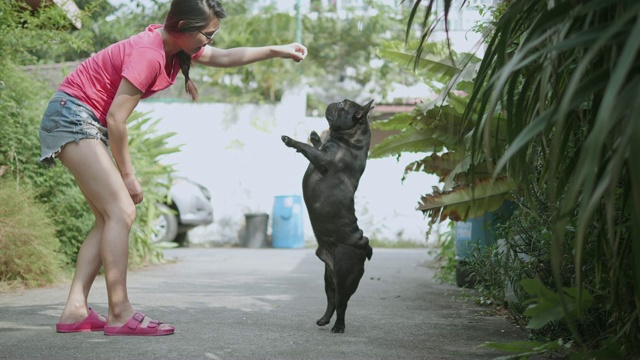 年轻的亚洲女人与顽皮的法国斗牛犬。概念:训练、宠物。视频素材