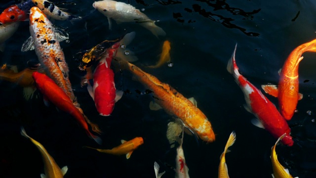 慢动作小龙虾或花哨的鲤鱼游泳(锦鲤)在水族馆，俯视图视频素材