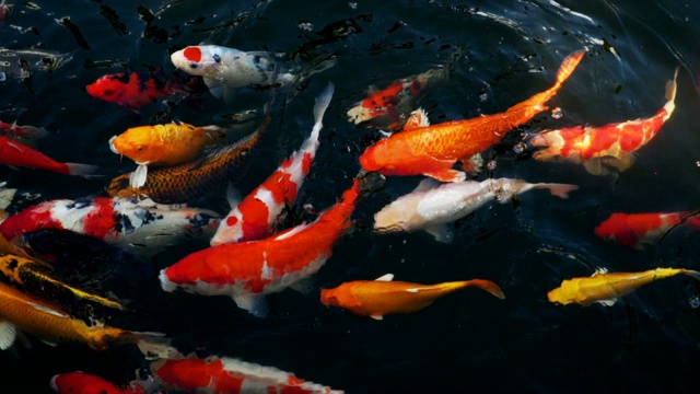 慢动作小龙虾或花哨的鲤鱼游泳(锦鲤)在水族馆，俯视图视频素材