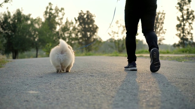 SLO MO -与主人散步的博美犬视频素材