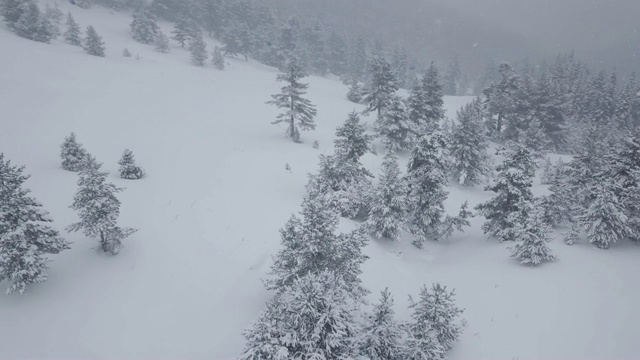 降雪在森林中移动视频下载